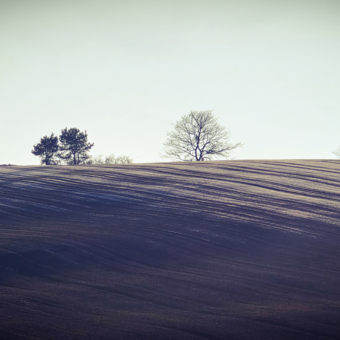 hügelige Landschaft mit kahlen Bäumen in grellem Licht 